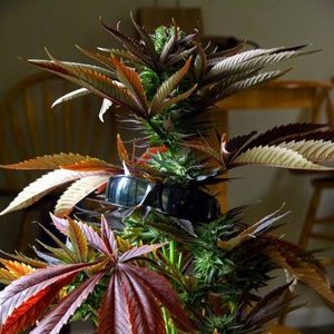 Meet your Posher, Erich